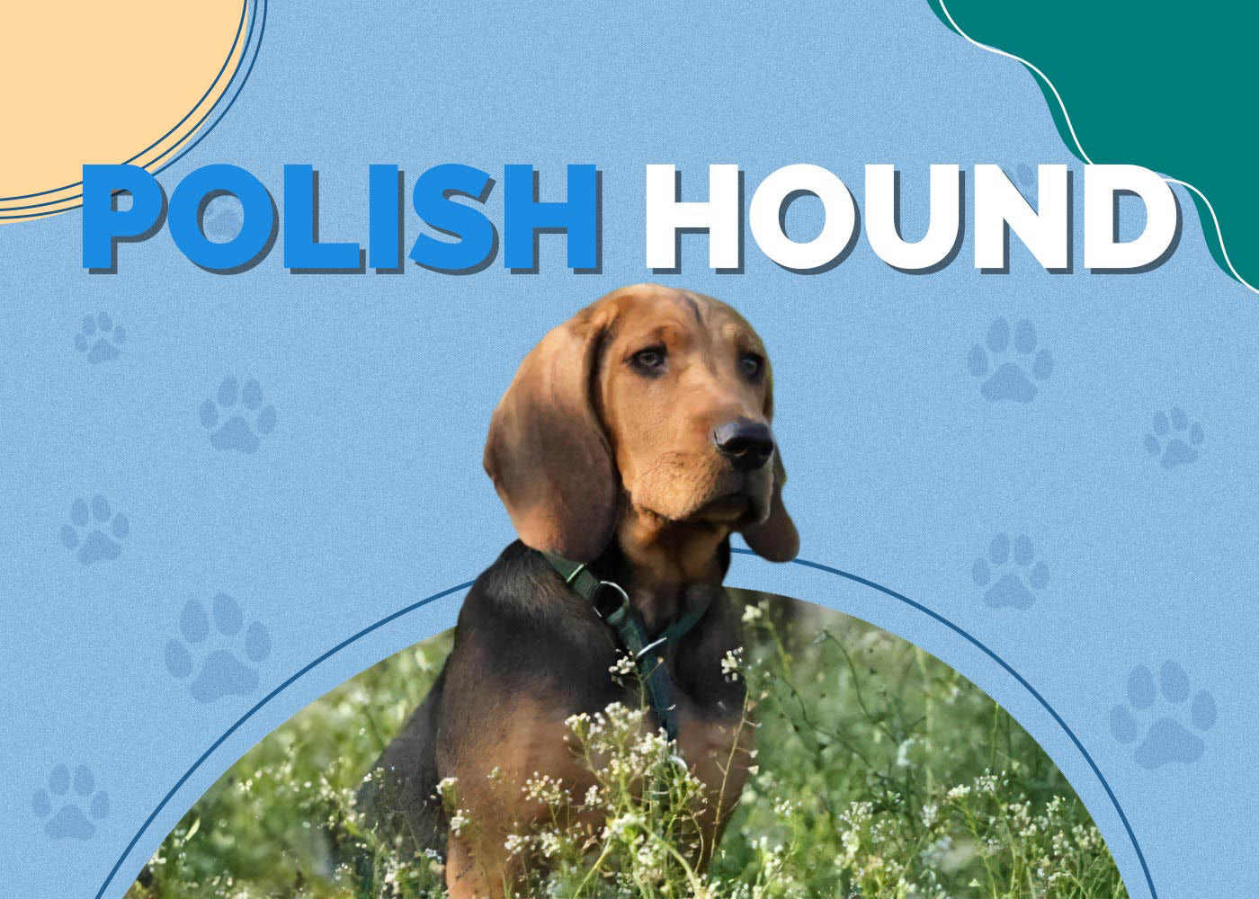 Polish Hound