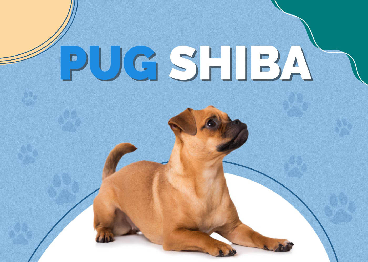 Pug Shiba (Pug & Shiba Inu Mix)