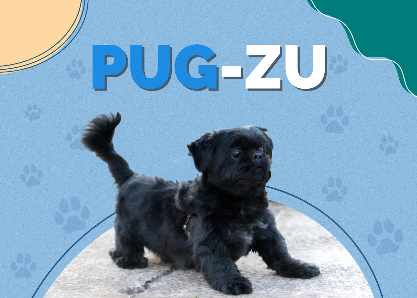 Pug-Zu (Pug & Shih-Tzu Mix)