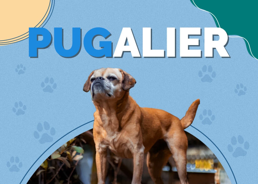 Pugalier (Pug & Cavalier King Charles Spaniel Mix)