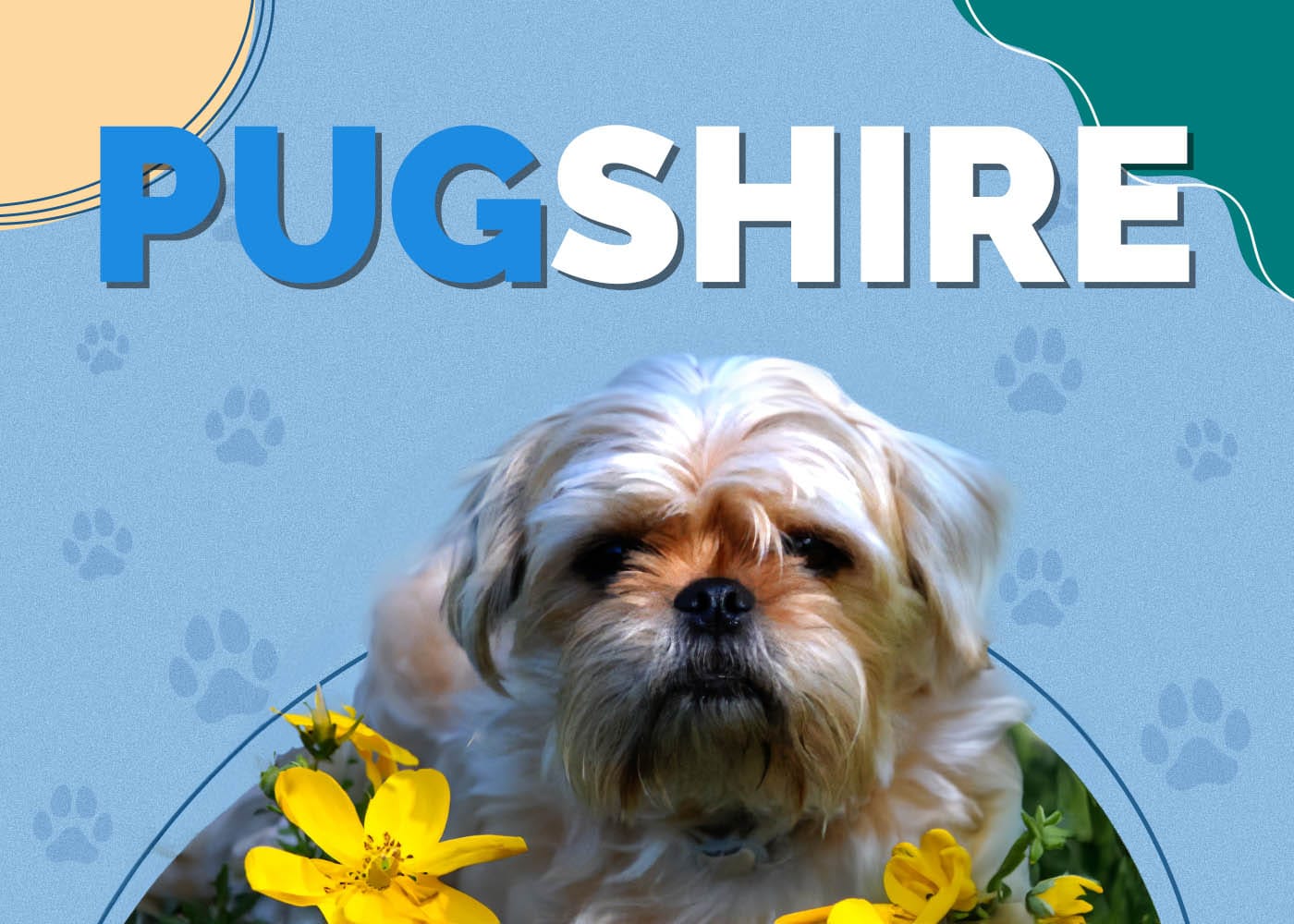 Pugshire (Pug & Yorkshire Terrier Mix)