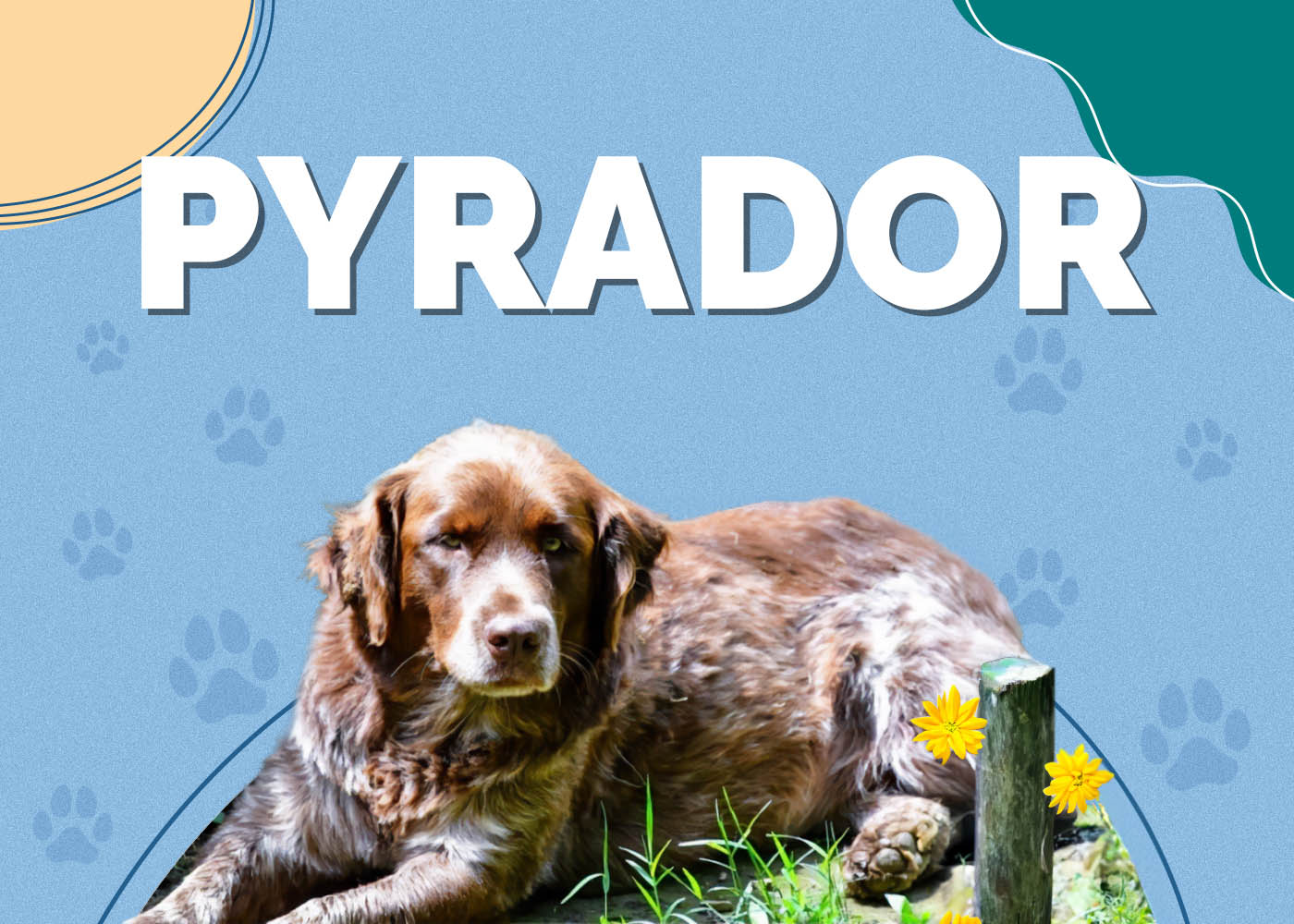 Pyrador (Labrador & Great Pyrenees Mix)