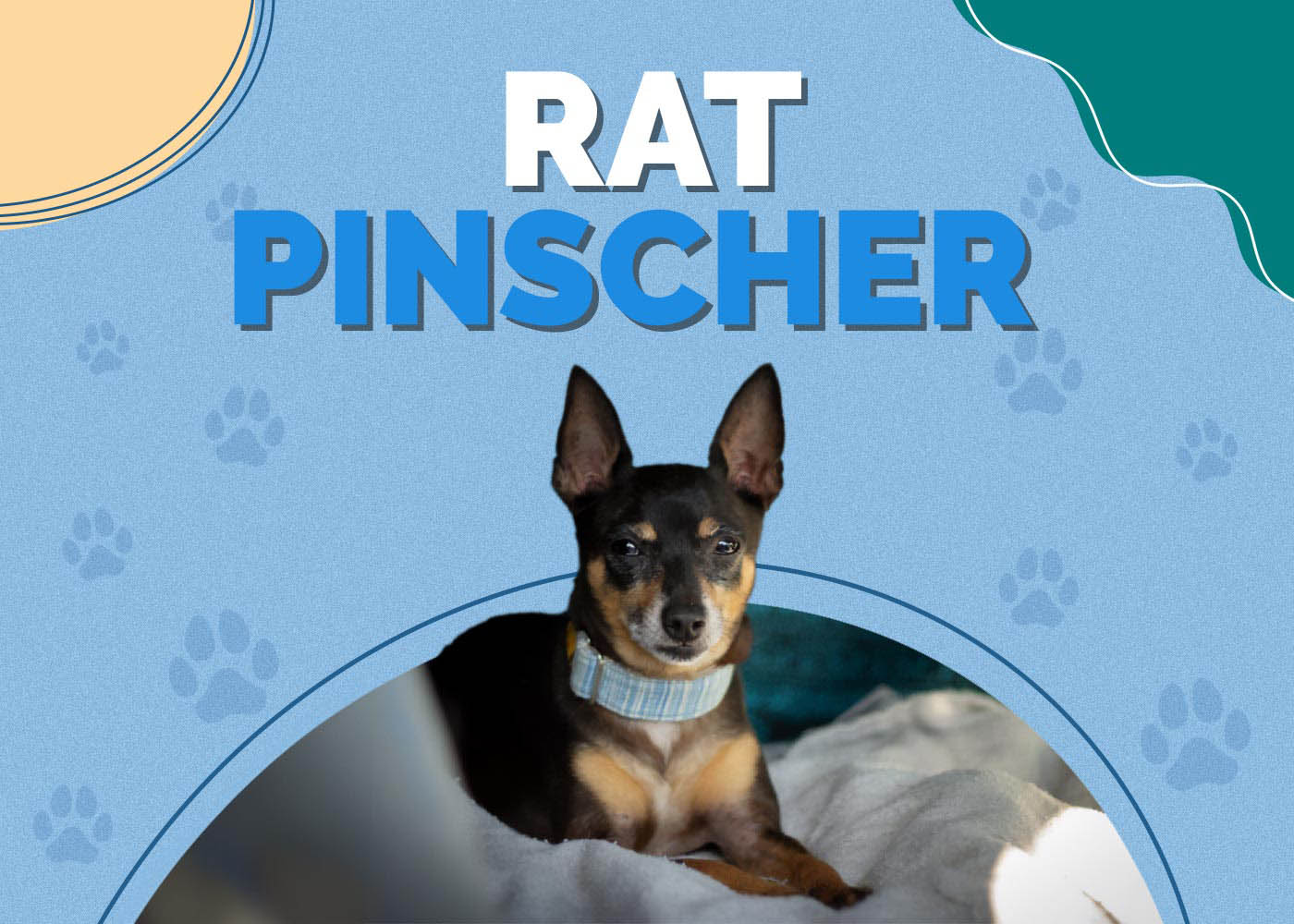 Rat Pinscher (Rat Terrier & Miniature Pinscher Mix)