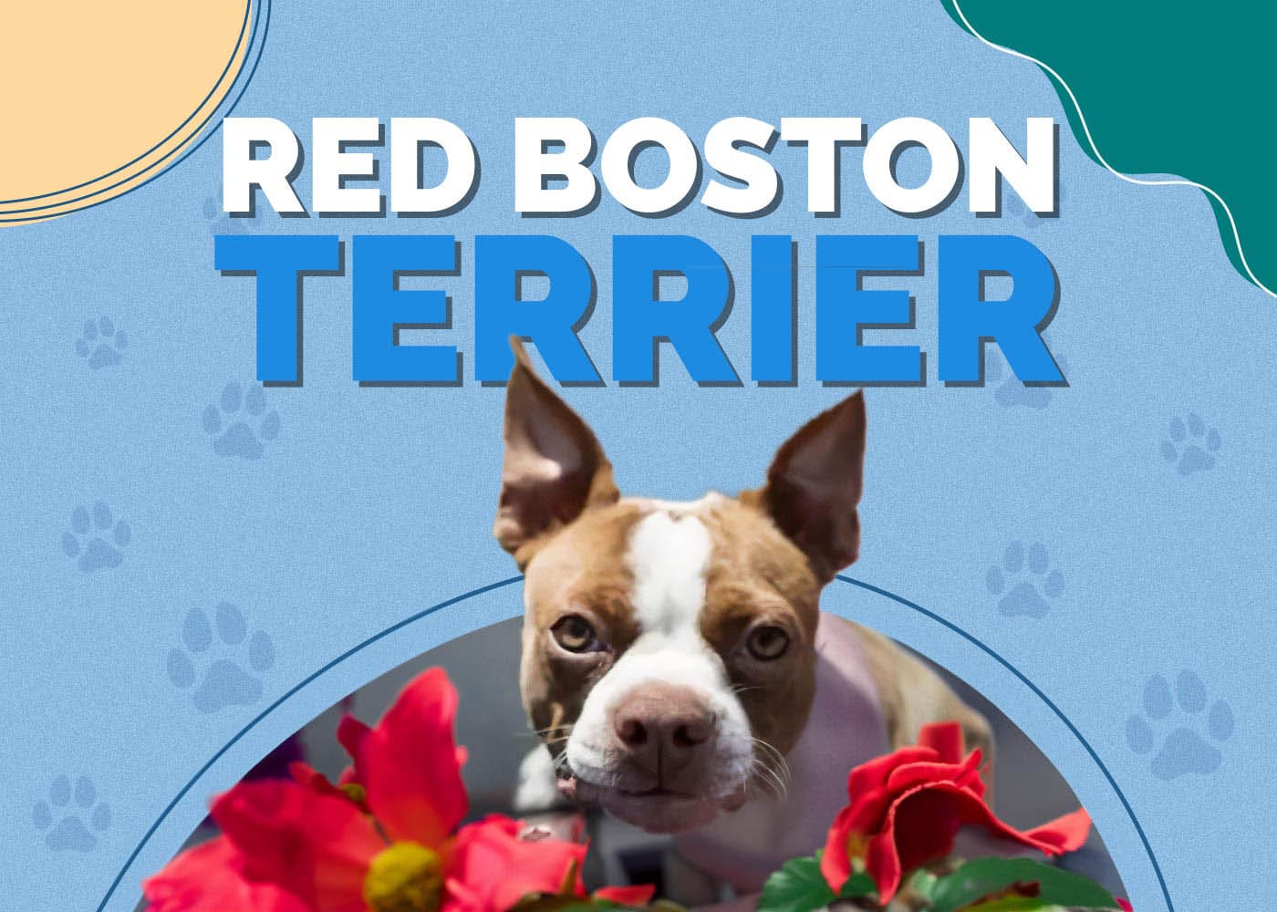 Red Boston Terrier