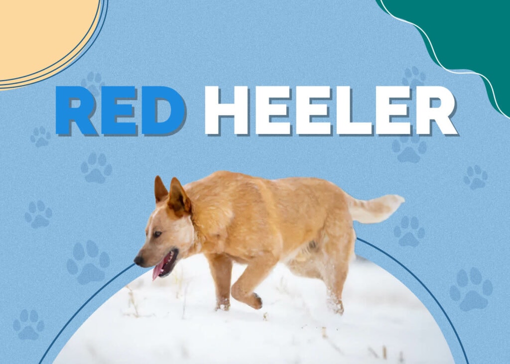 Red Heeler
