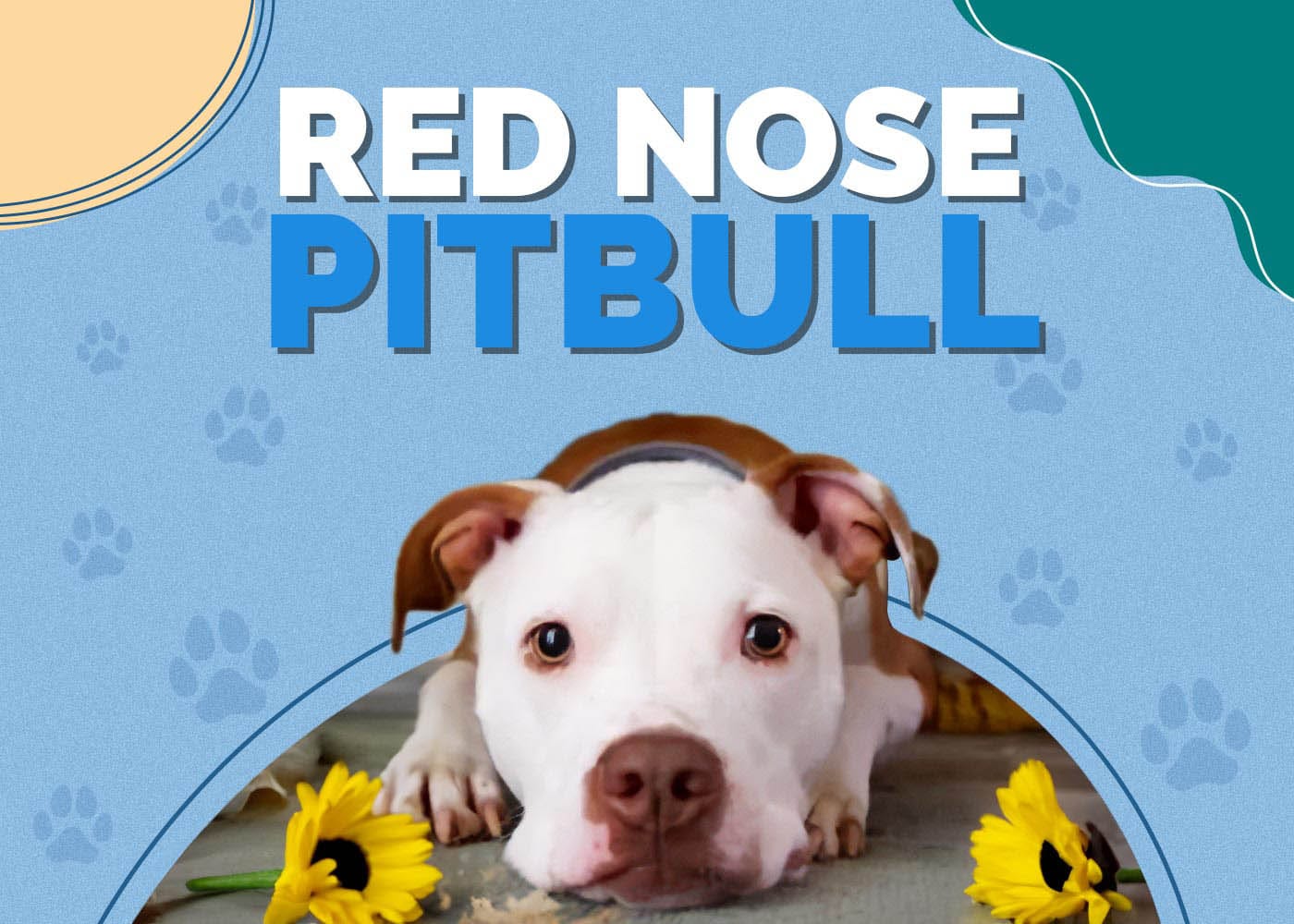 Red Nose Pitbull Dog