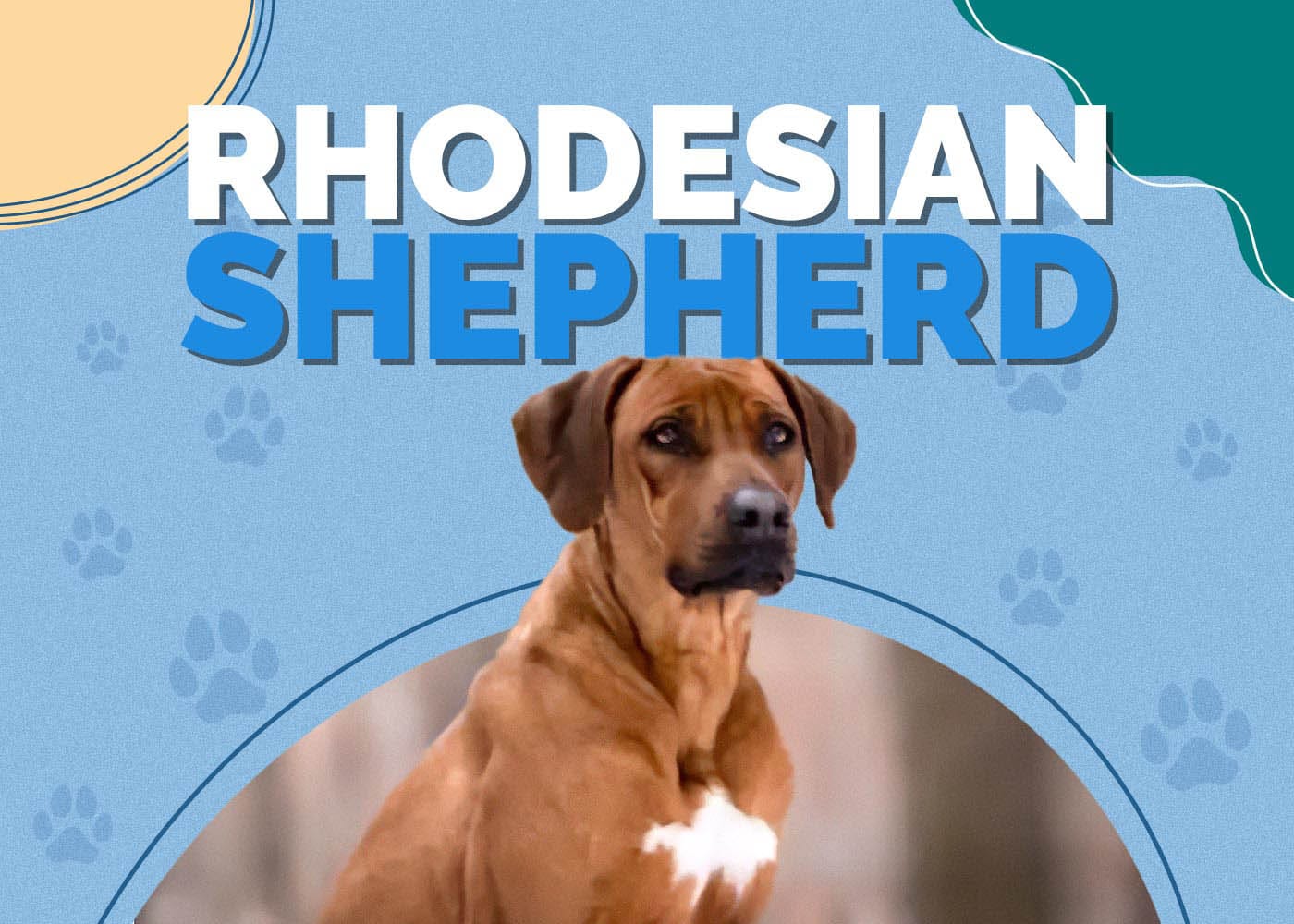 Rhodesian Ridgeback German Shepherd Mix (Rhodesian Shepherd)