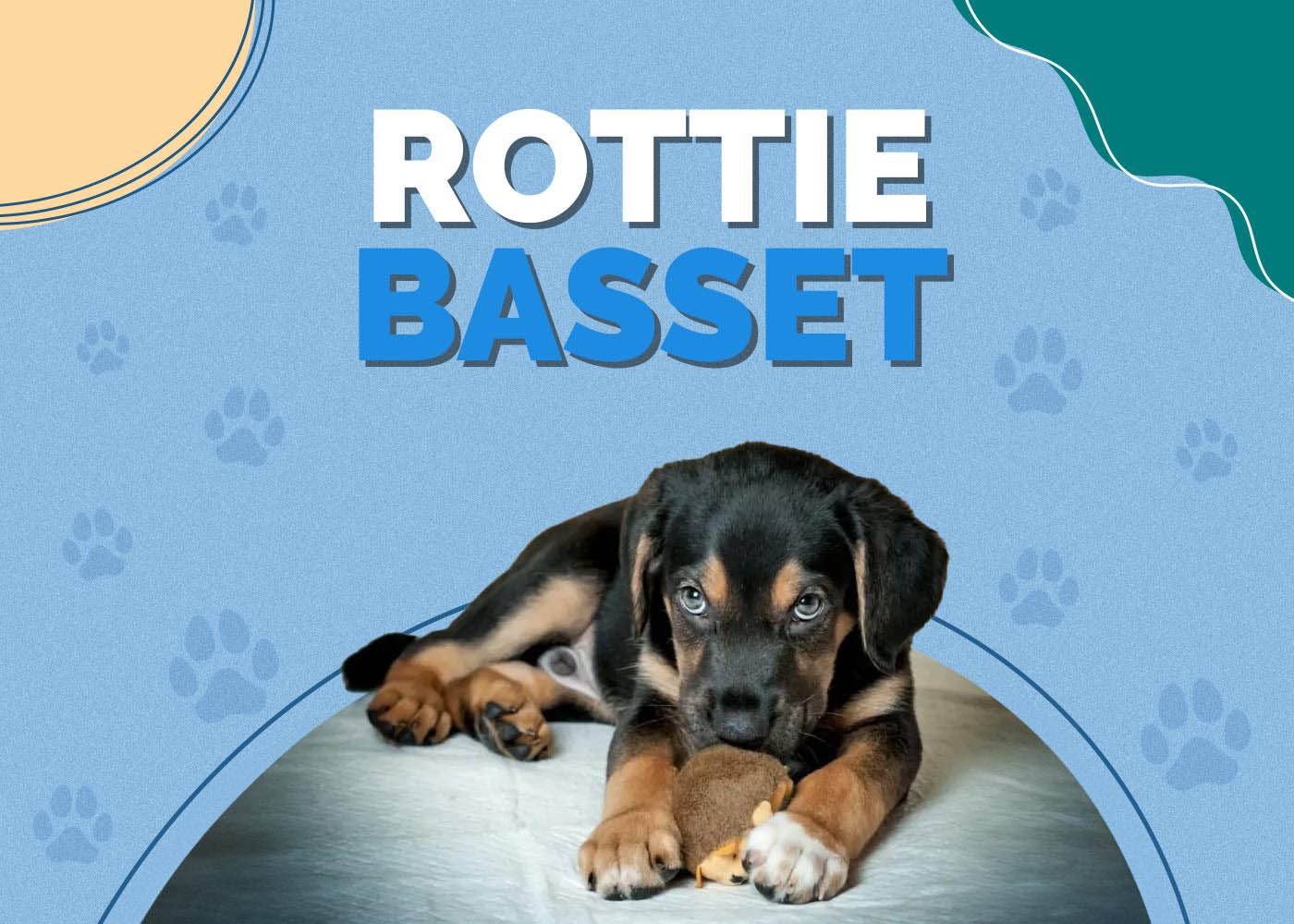 Rottie Basset (Rottweiler & Basset Hound Mix)