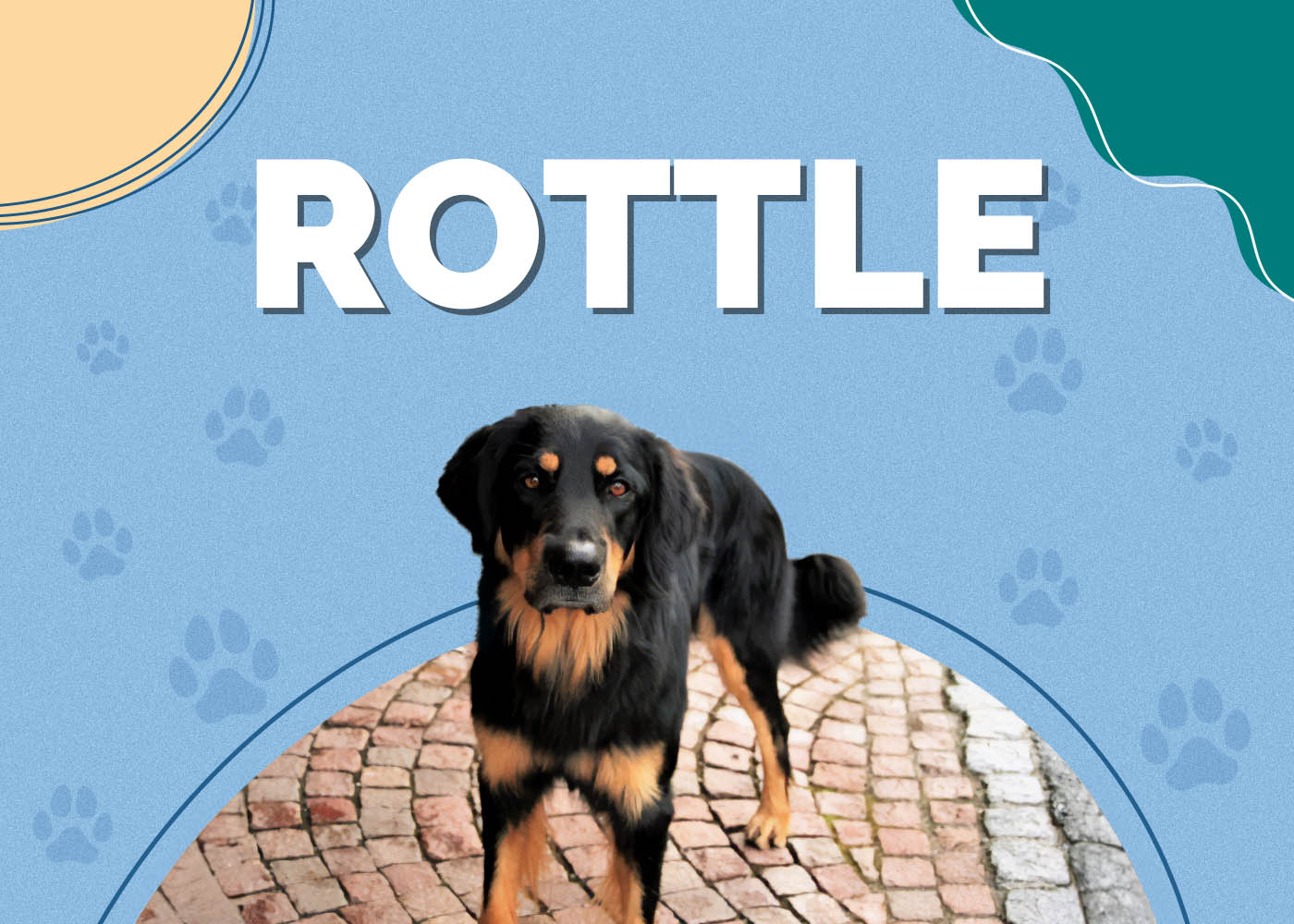 Rottle (Poodle & Rottweiler Mix)