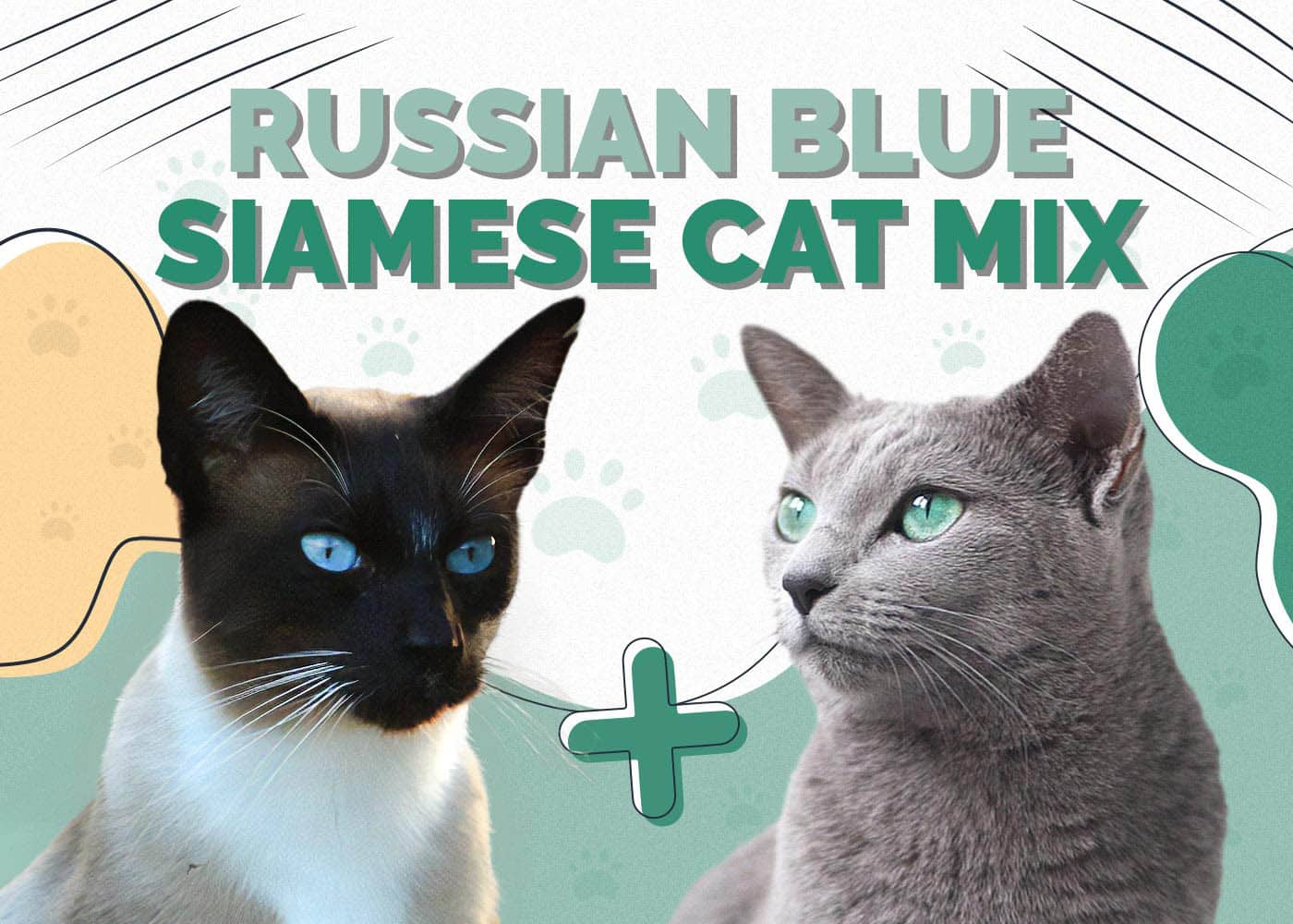 Russian Blue Siamese Cat Mix