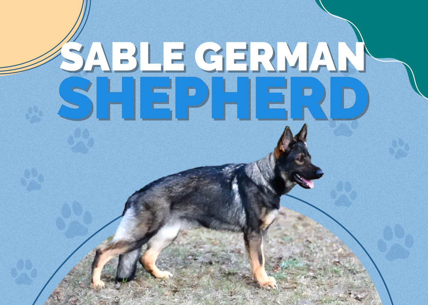 Sable German Shepherd