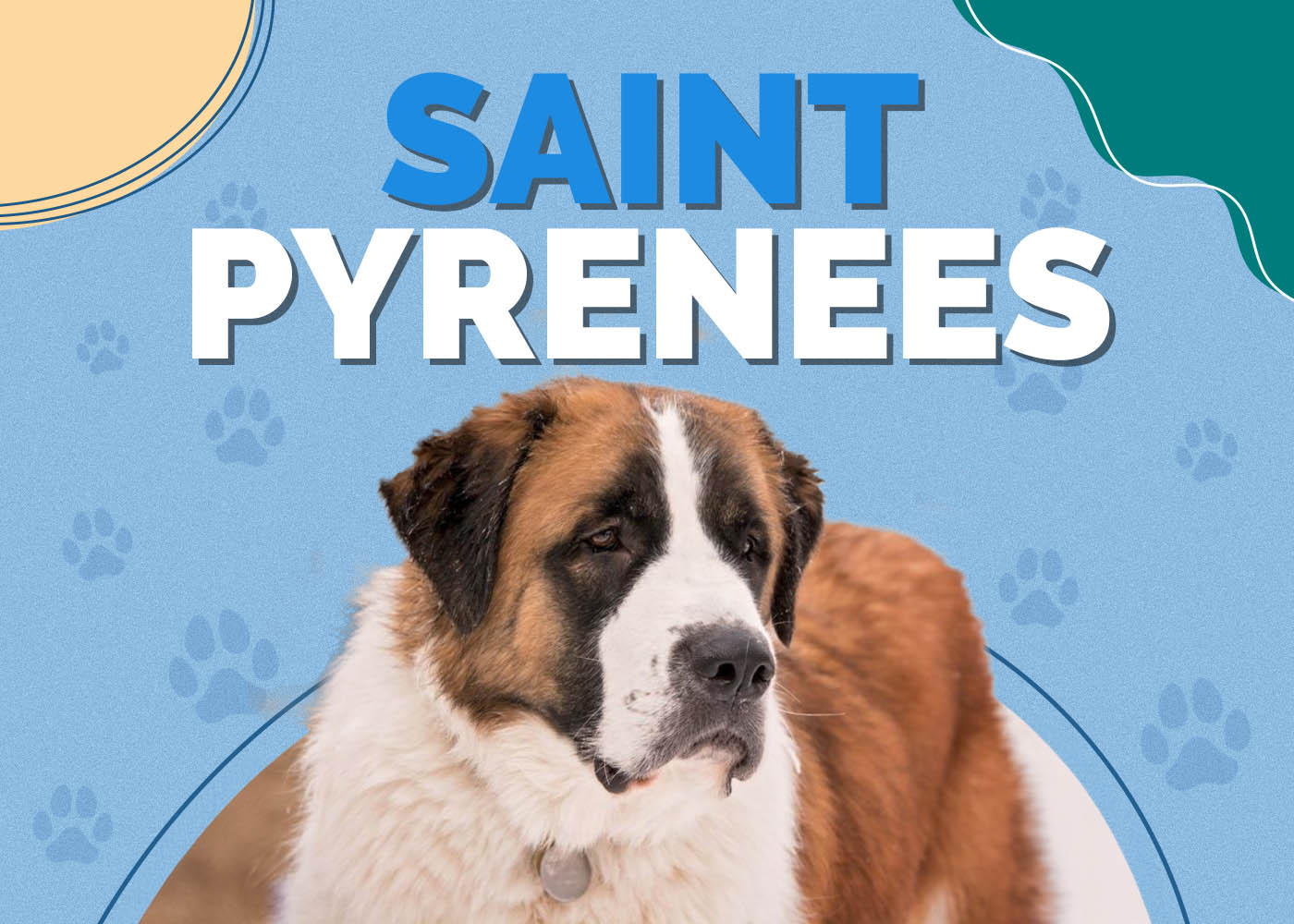 Saint Pyrenees (Great Pyrenees & Saint Bernard Mix)