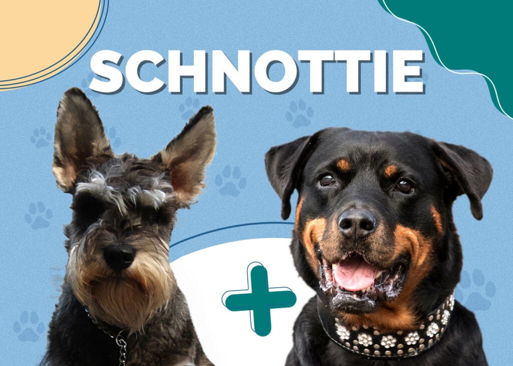 Schnottie (Schnauzer & Rottweiler Mix)