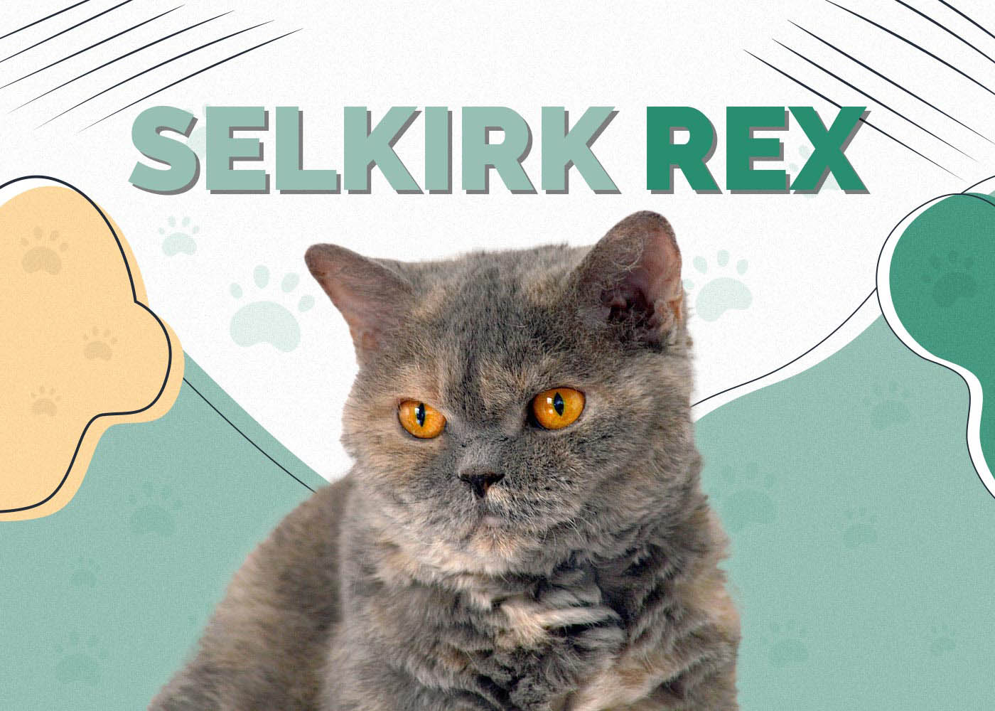 Selkirk Rex Cat