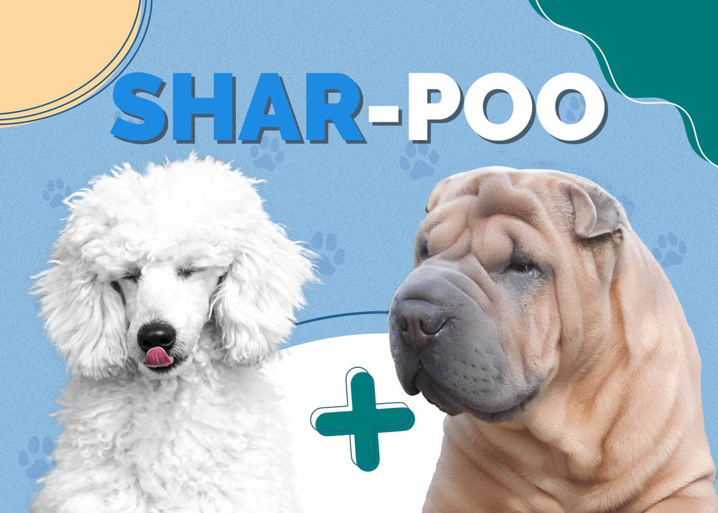 Shar Pei & Poodle Mix (Shar-Poo)