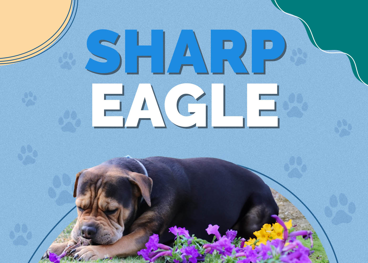 Sharp Eagle (Chinese Shar Pei & Beagle Mix)