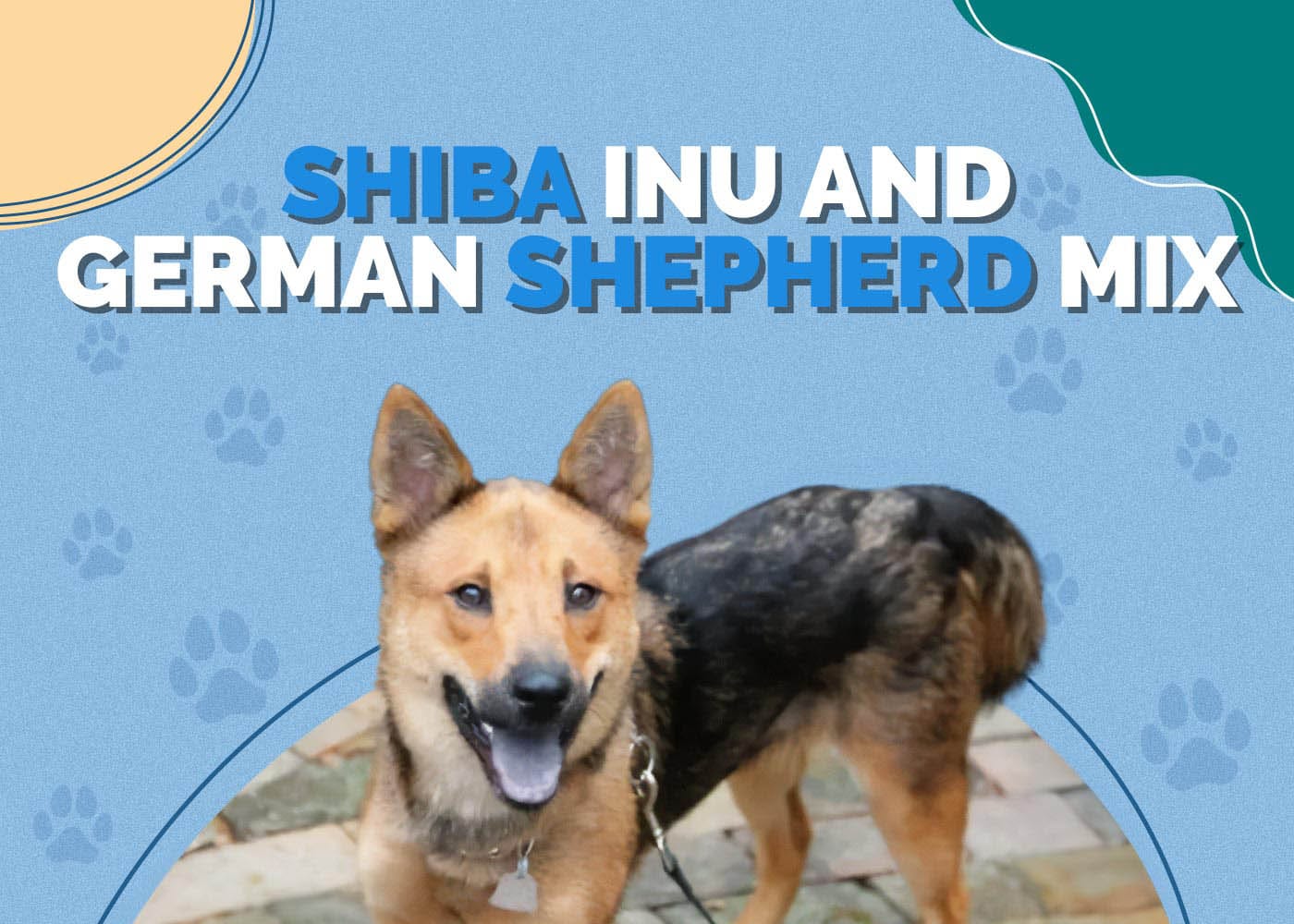 Shiba Inu & German Shepherd