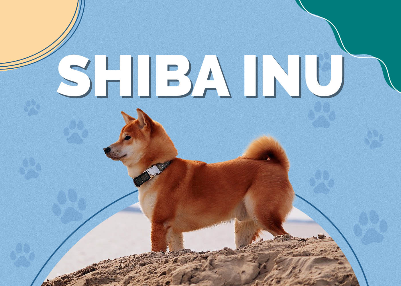 Shiba Inu