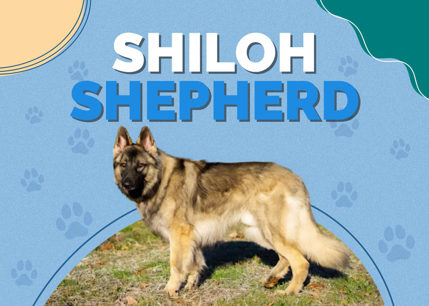 Shiloh Shepherd