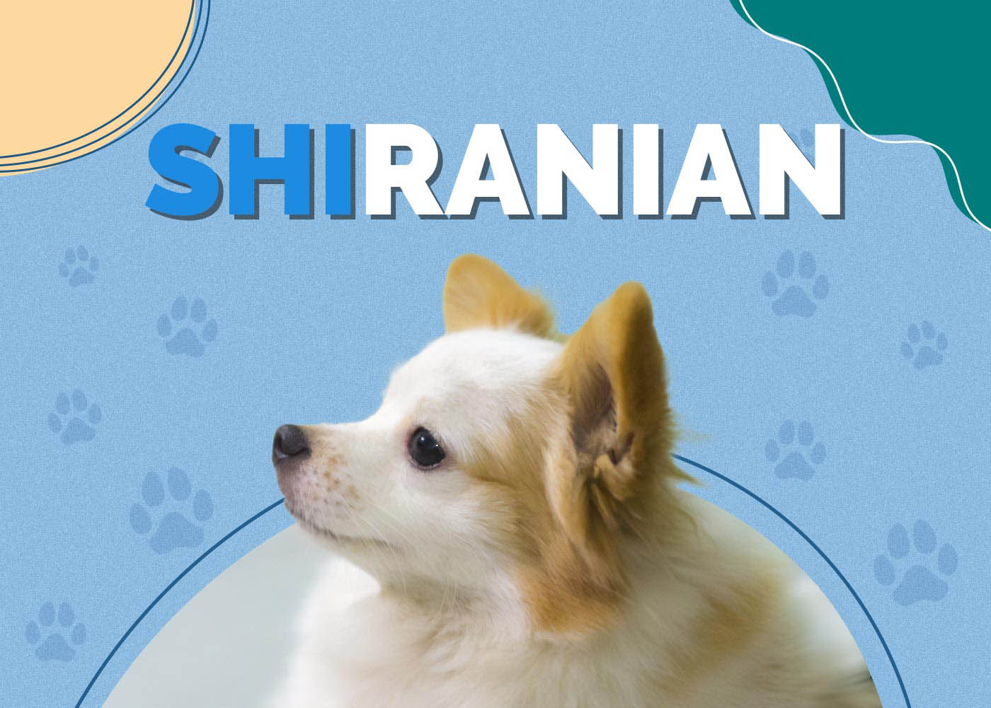 Shiranian (Pomeranian & Shih-Tzu Mix)