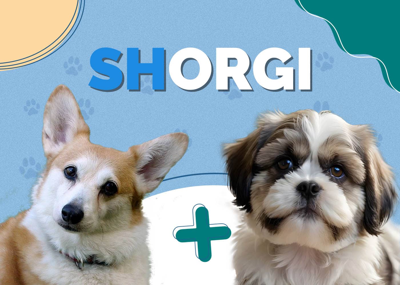 Shorgi (Corgi & Shih-Tzu Mix)