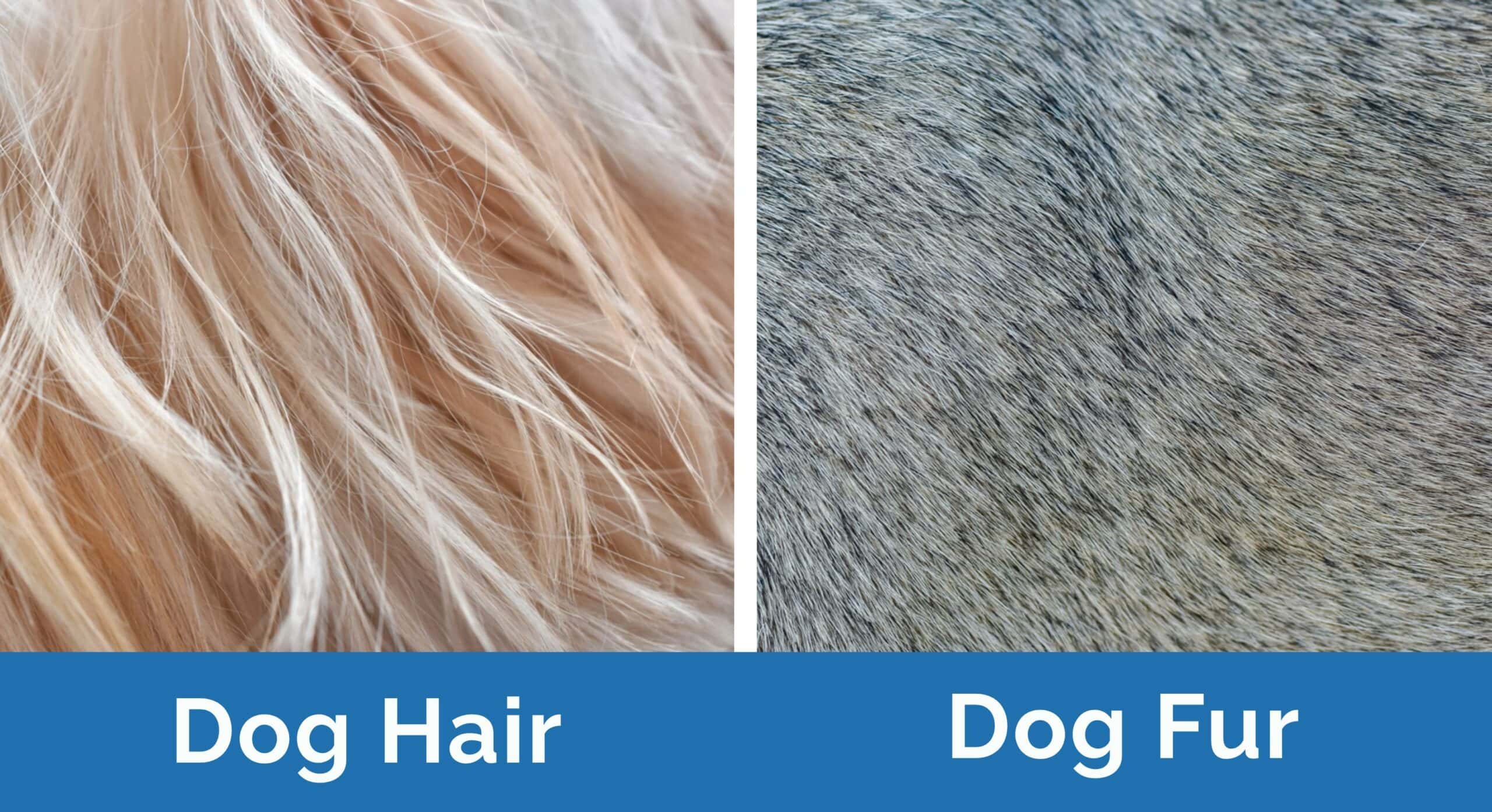 Side by Side Dog Hair vs Dog Fur