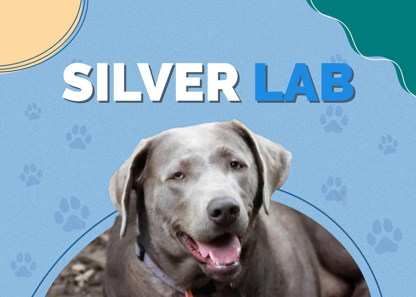 Silver Lab