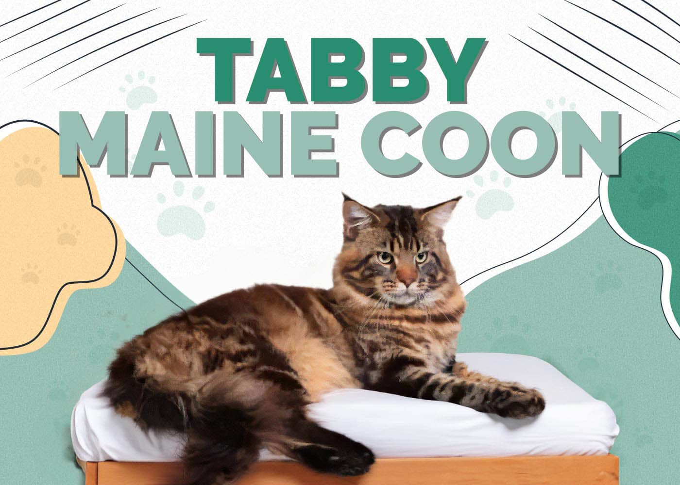 Tabby Maine Coon