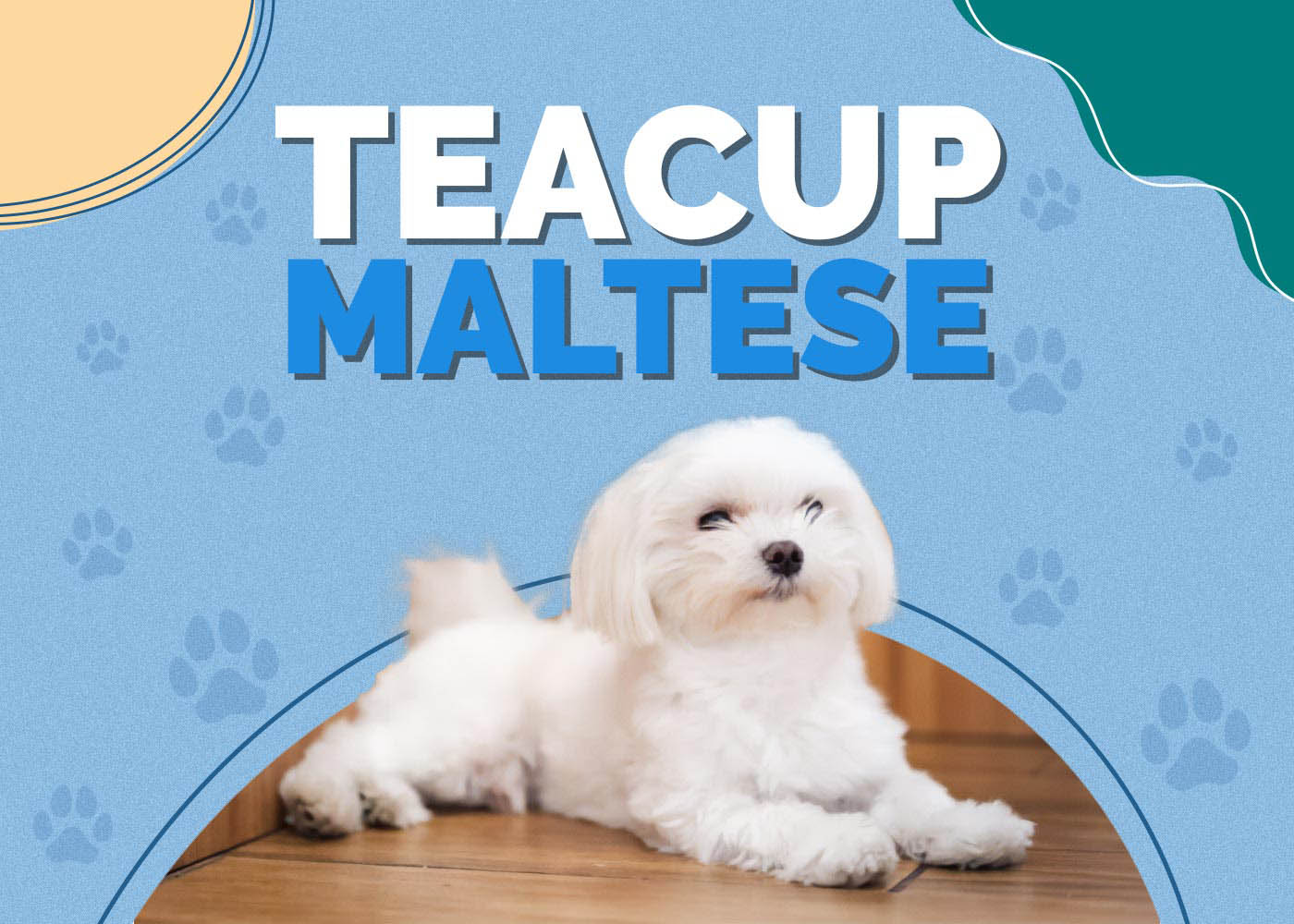 Teacup Maltese