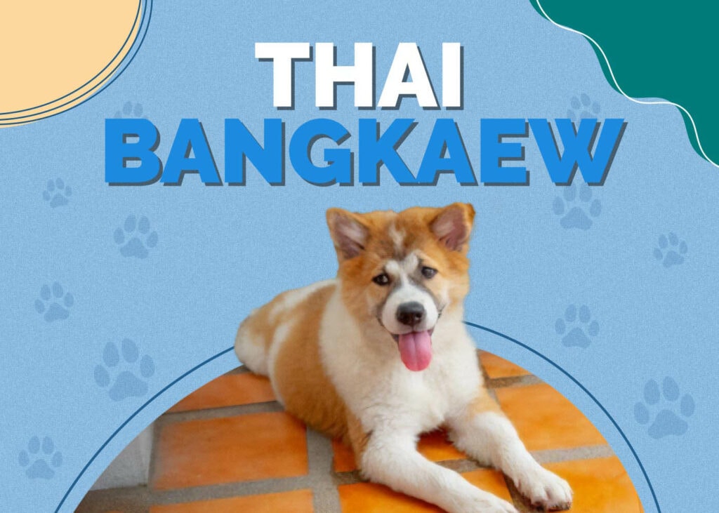 Thai Bangkaew
