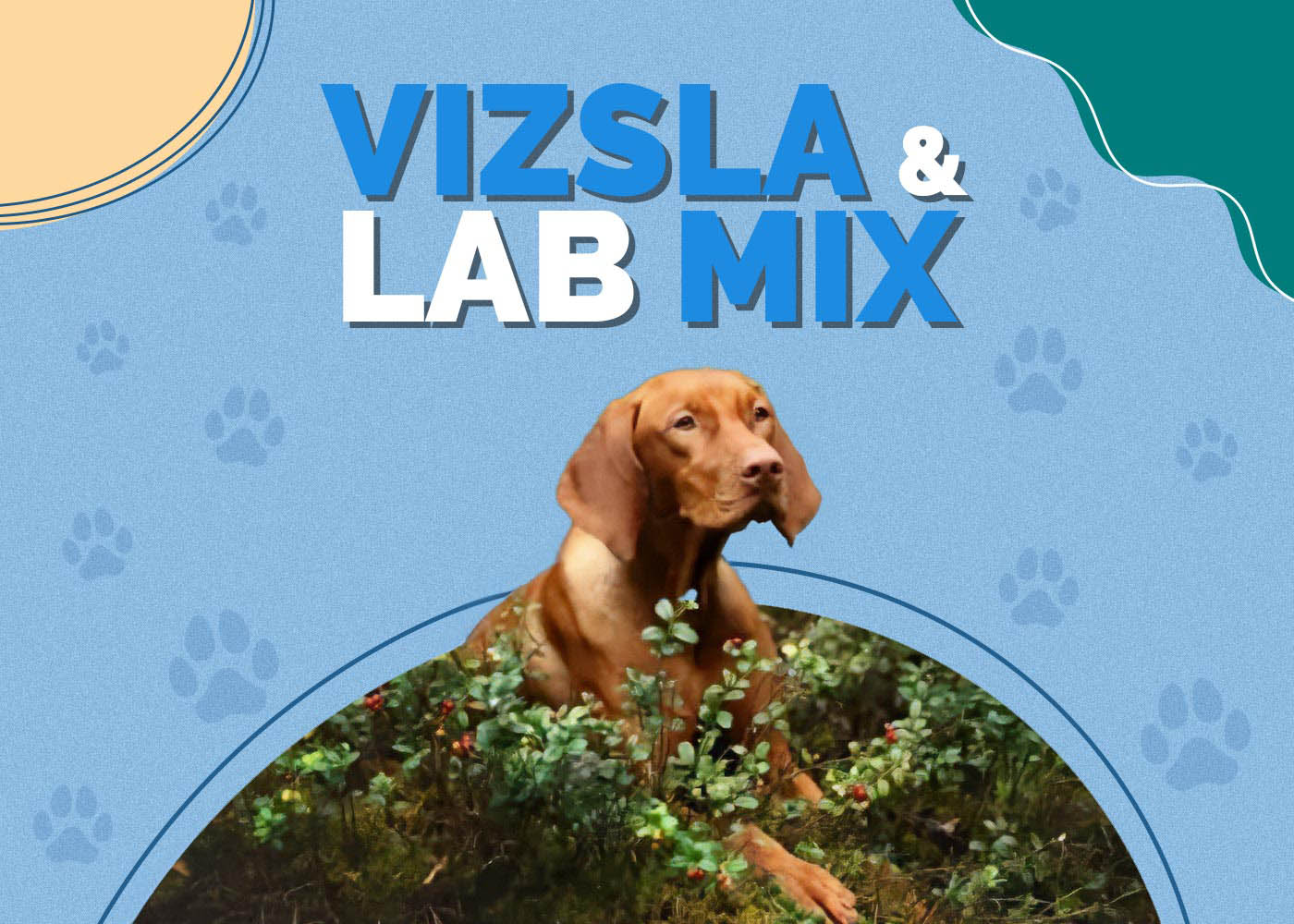 Vizsla & Lab Mix