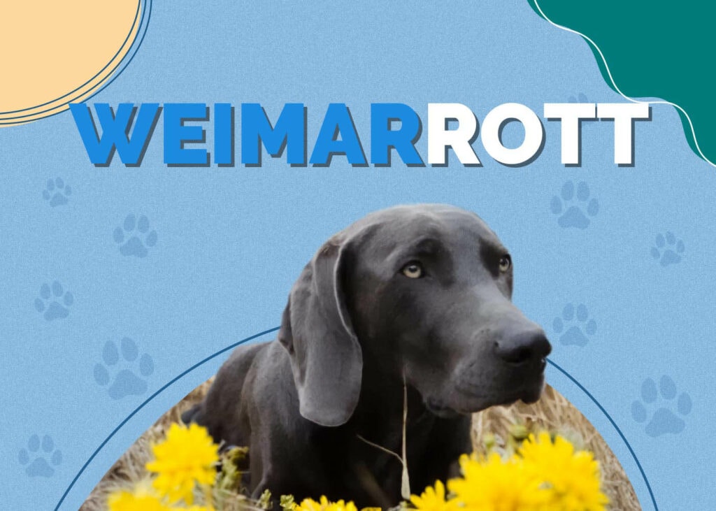 Weimaraner Rottweiler Mix (Weimarrott)
