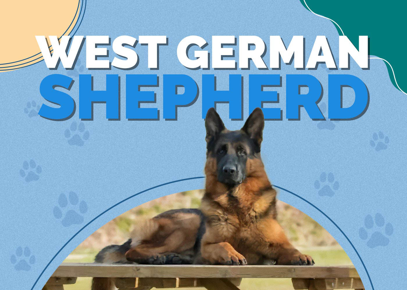 West German Shepherd