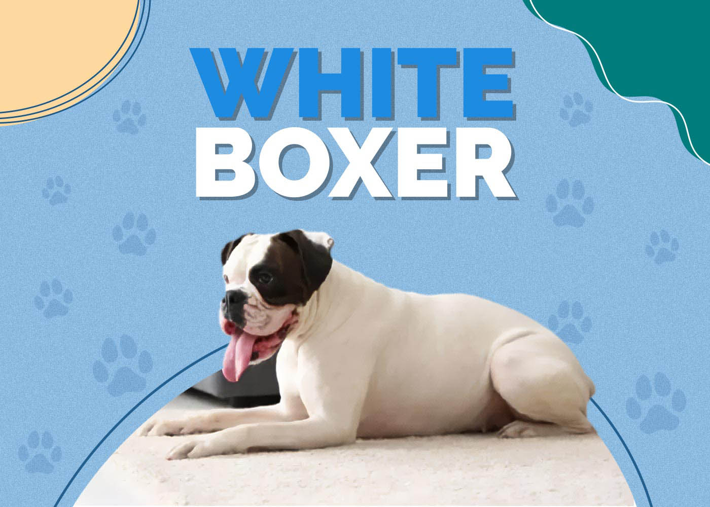 White Boxer