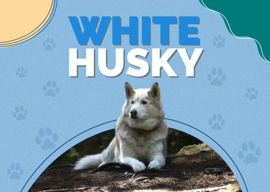 White Husky