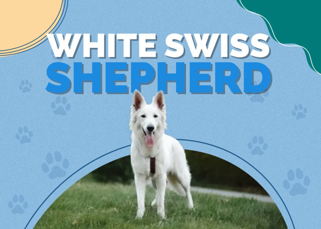 White Swiss Shepherd