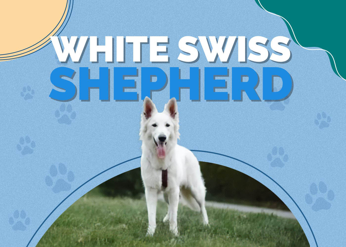 White Swiss Shepherd