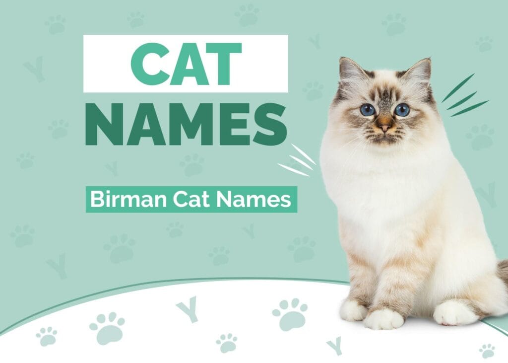 Birman Cat Names