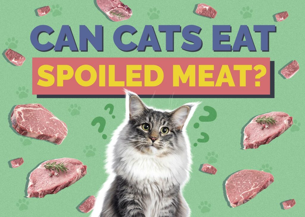 Can Cats Eat Spoiled Meat