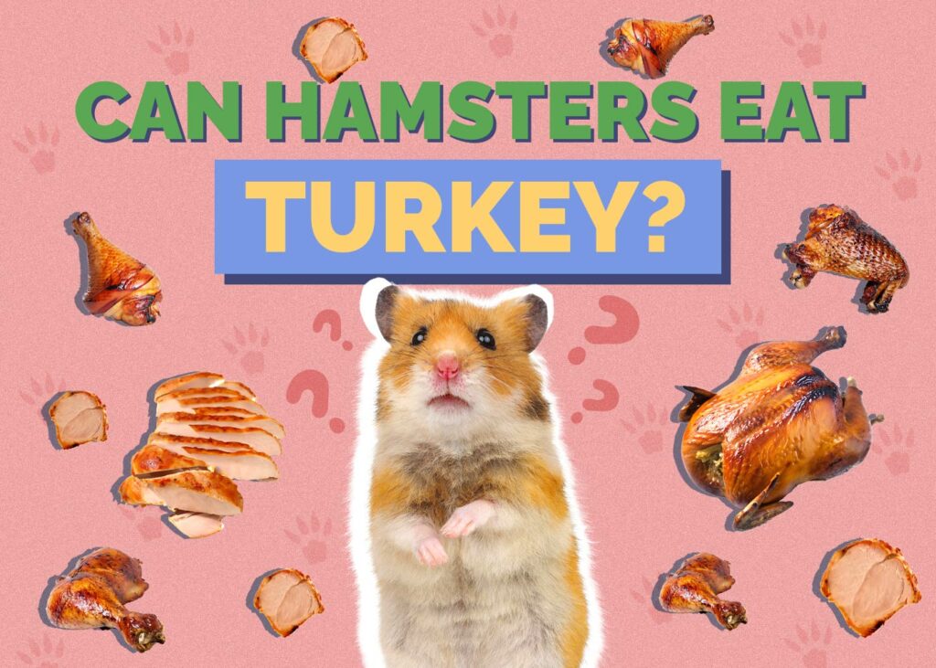 Can Hamsters Eat Turkey