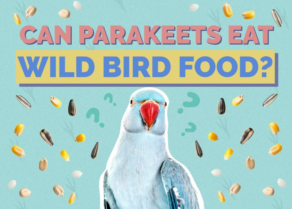 Can Parakeets Eat Wild Bird Food? Vet Approved Nutrition Facts & FAQ