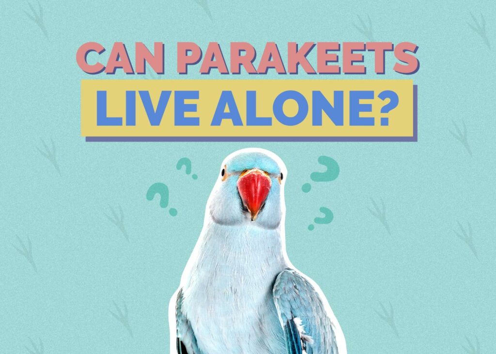 Can Parakeets Live Alone