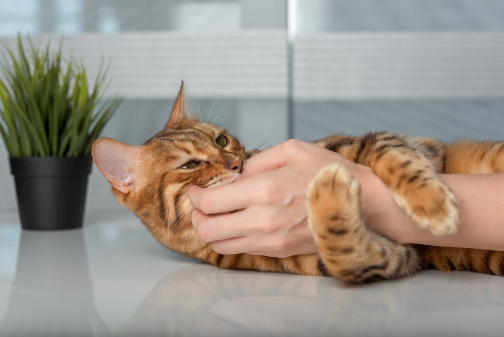 cat playfully nibbles on the hand of its owner