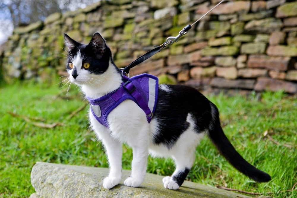 cat wearing a harness outdoors