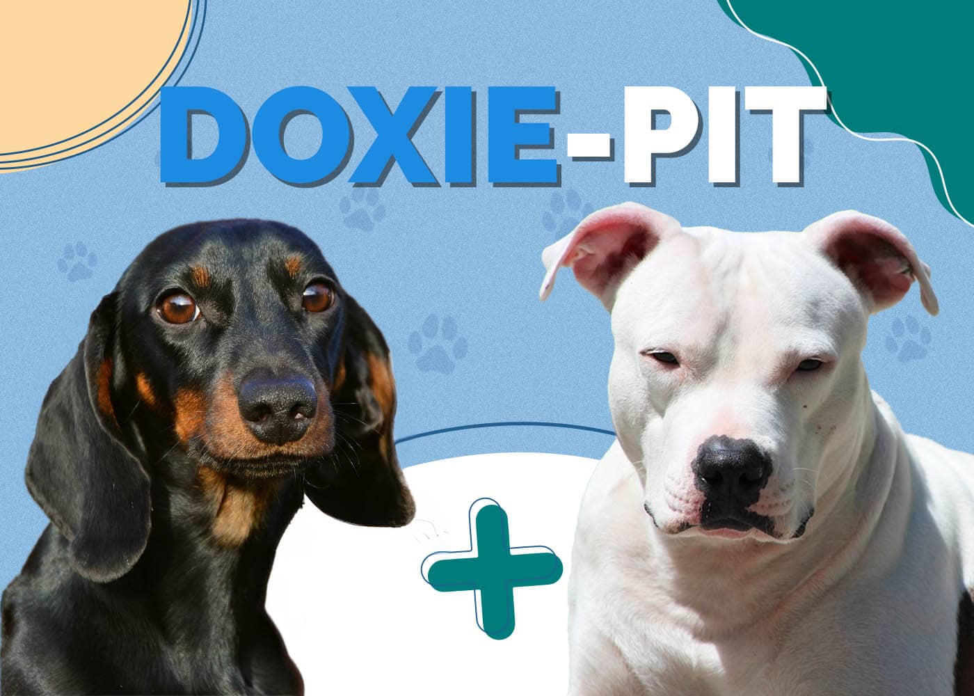 Doxie-Pit (American Pitbull Terrier & Dachshund Mix)