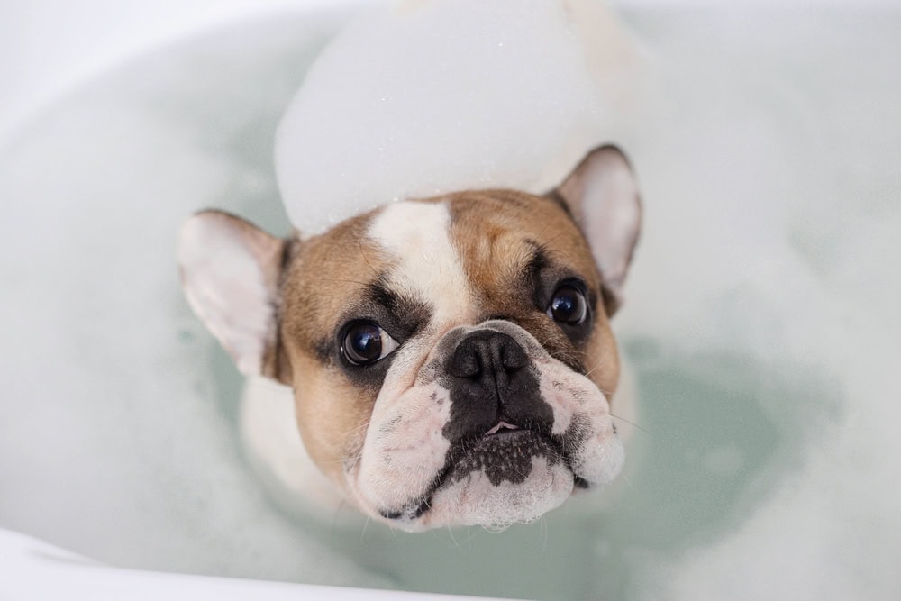 french bulldog takes a bath