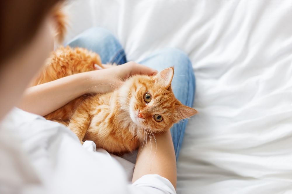 ginger cat on woman's lap