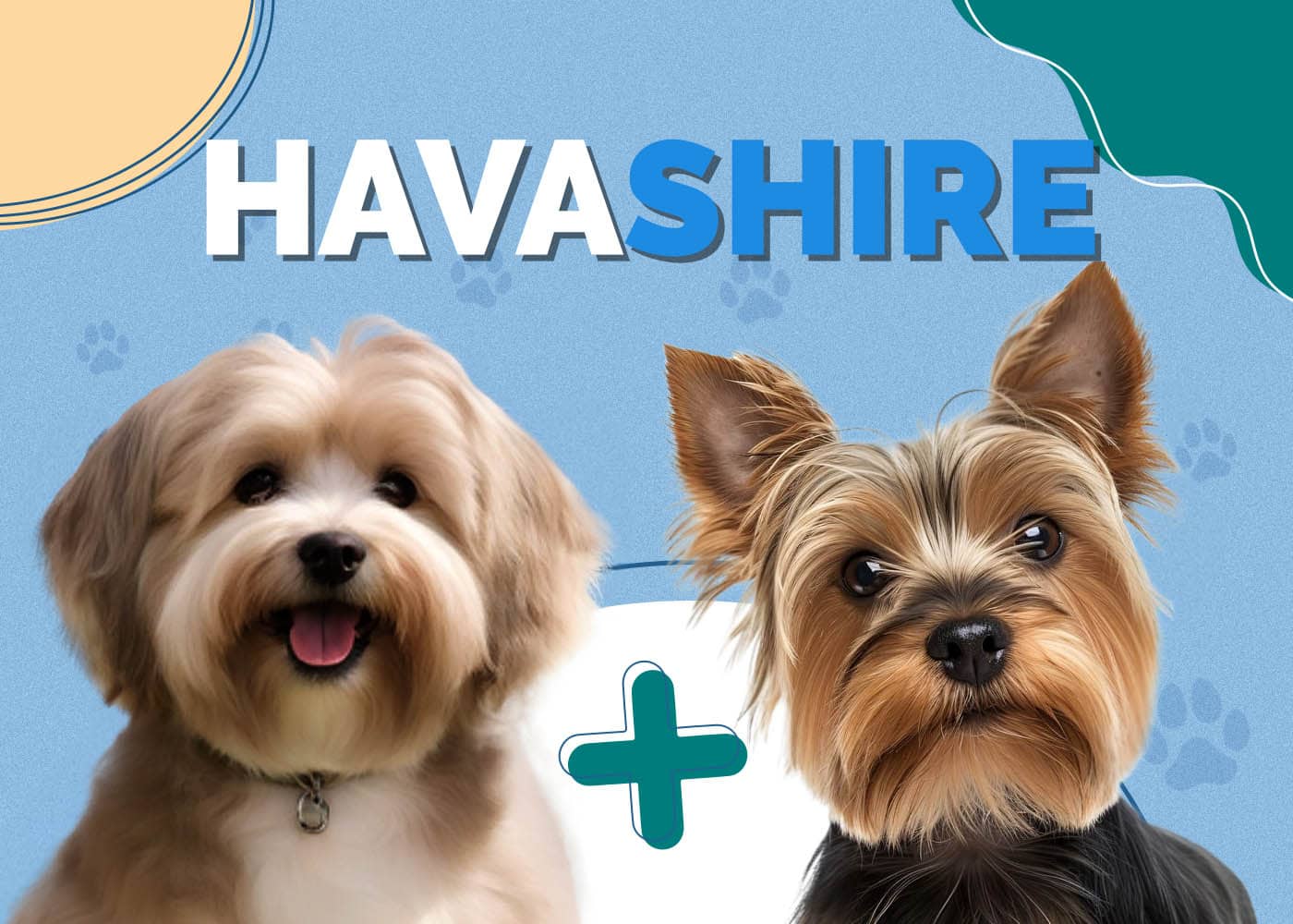Havashire (Havanese & Yorkshire Terrier Mix)