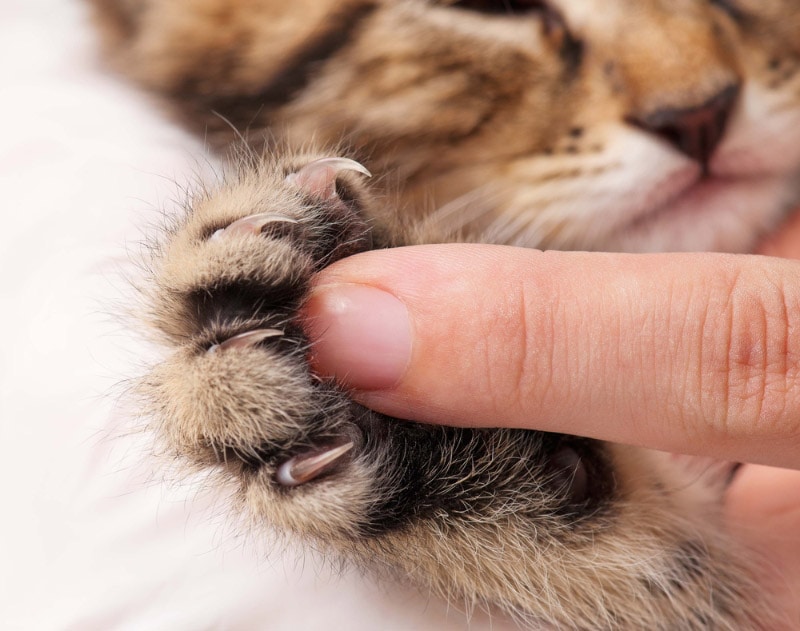 person touching cat's paw with claws or nails out
