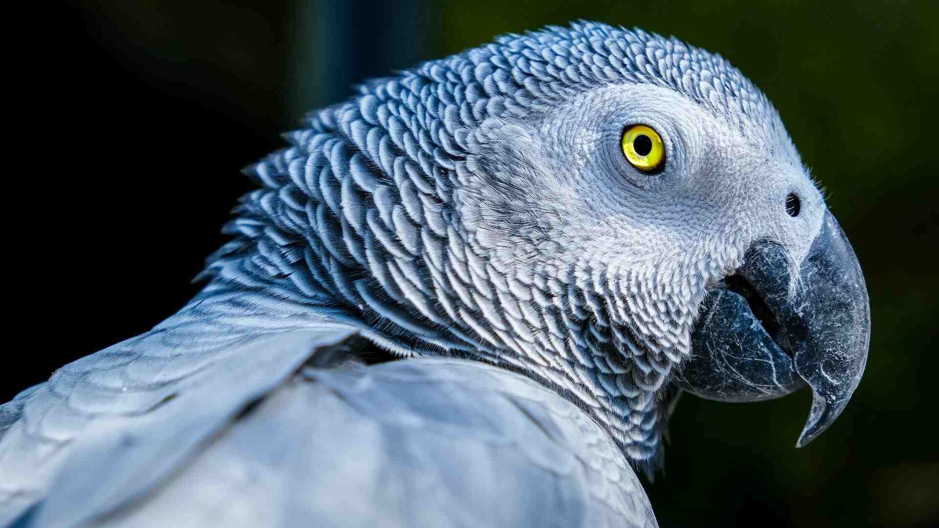 Close up of African Grey Parrot